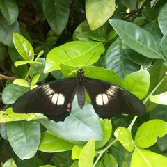 Heraclides anchisiades