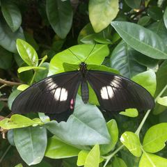 Heraclides anchisiades