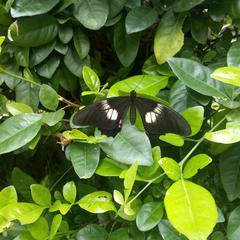 Heraclides anchisiades