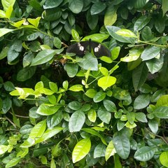 Heraclides anchisiades