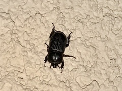 Hemiphileurus illatus