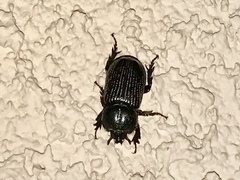 Hemiphileurus illatus