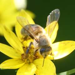 Apis mellifera
