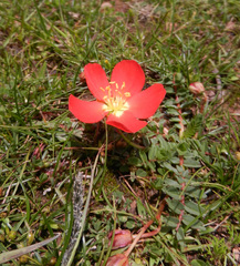 Hypseocharis pimpinellifolia