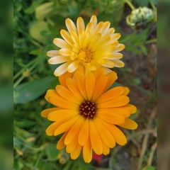 Calendula officinalis