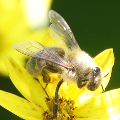 Apis mellifera