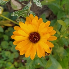 Calendula officinalis