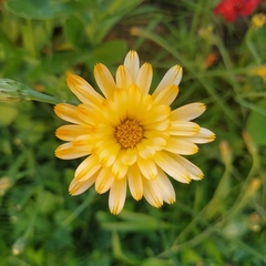 Calendula officinalis