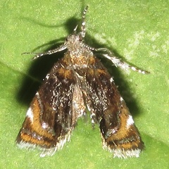Prochoreutis inflatella