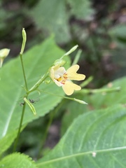 Impatiens parviflora