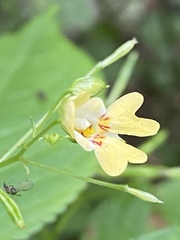 Impatiens parviflora