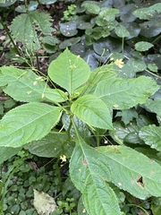 Impatiens parviflora