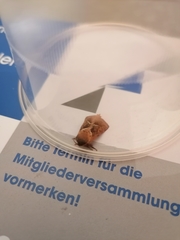 Triodia sylvina