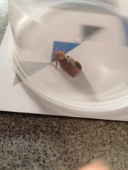 Triodia sylvina