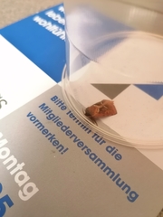 Triodia sylvina