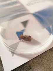 Triodia sylvina