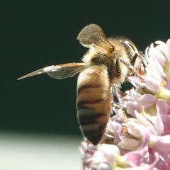 Apis mellifera