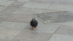Columba livia domestica