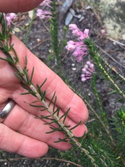 Erica propinqua