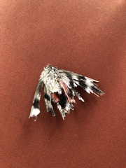 Catocala ultronia