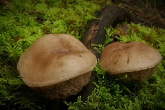 Image of Fistulinella mollis