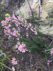 Erica propinqua