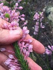 Erica propinqua