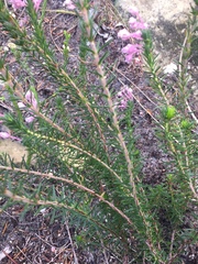 Erica propinqua
