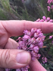 Erica propinqua