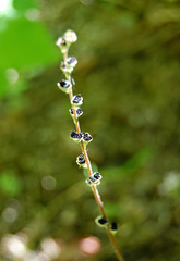 Pectiantia pentandra