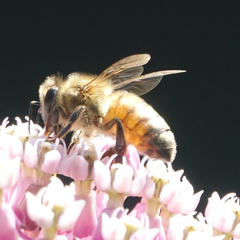 Apis mellifera