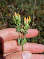 Blackstonia perfoliata