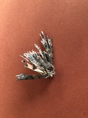 Catocala ultronia