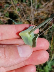 Blackstonia perfoliata