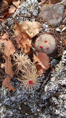 Mammillaria haageana conspicua