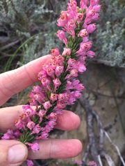 Erica propinqua