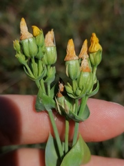Blackstonia perfoliata