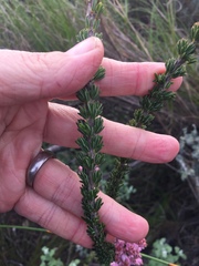 Erica propinqua