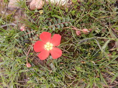 Hypseocharis pimpinellifolia