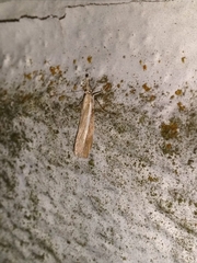 Agriphila selasella