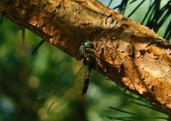 Somatochlora arctica