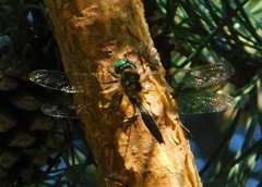 Somatochlora arctica