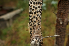 Hypoxylon diatrypeoides