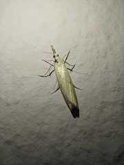 Agriphila paleatellus