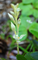 Cephalanthera austiniae