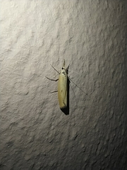 Agriphila paleatellus