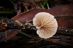 Marasmiellus affixus