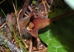 Asarum hartwegii