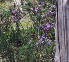 Diplostephium hartwegii