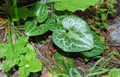 Asarum hartwegii